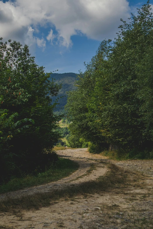 an unpaved dirt road leading through a forest