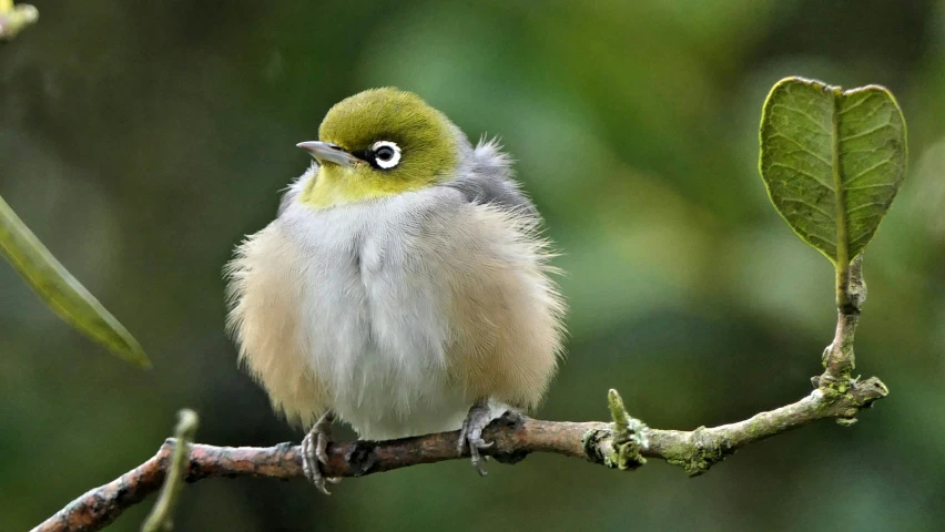 small bird sitting on a small tree nch