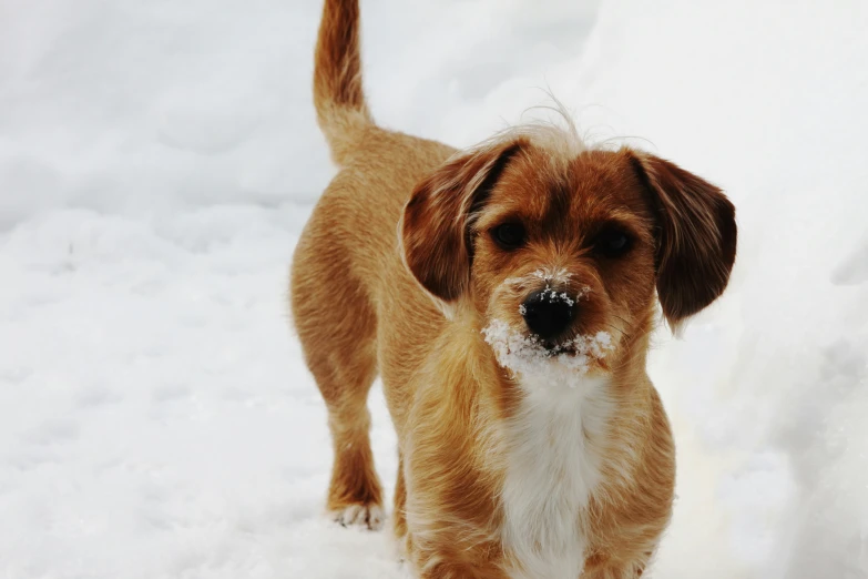 a brown dog standing in the snow, looking forward