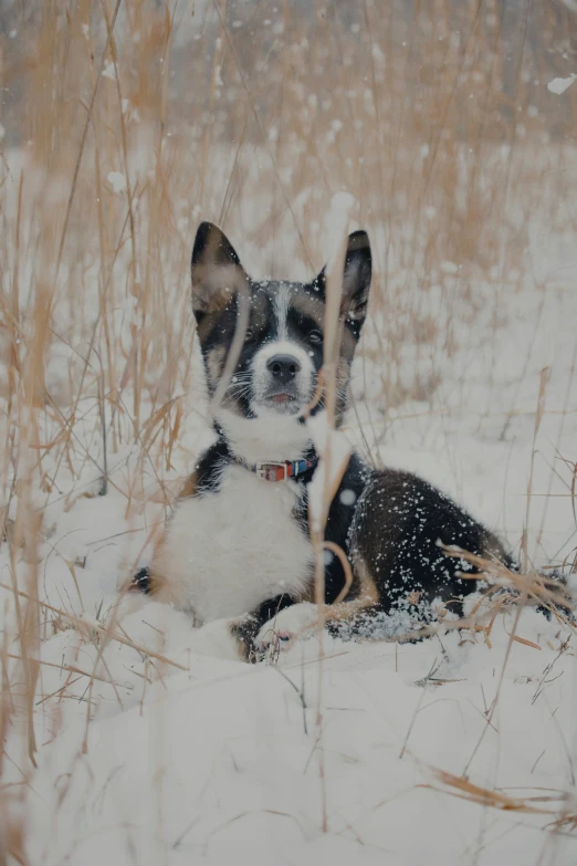 a dog is sitting in the snow alone