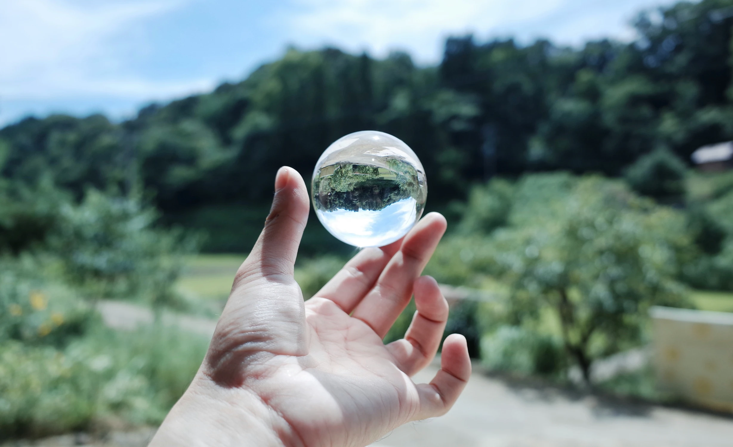 a hand holding a round ball containing trees