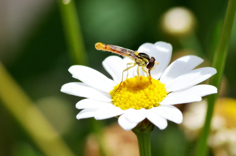 a small insect sitting on top of a white flower