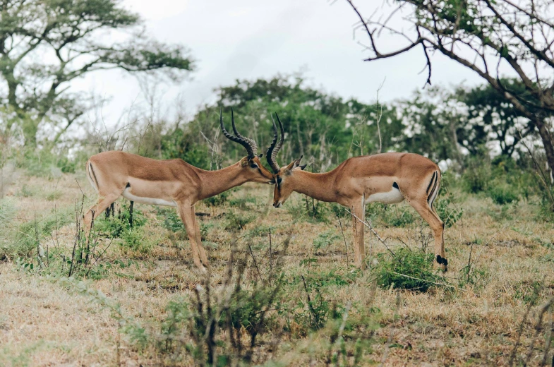 a couple of animals that are in the grass