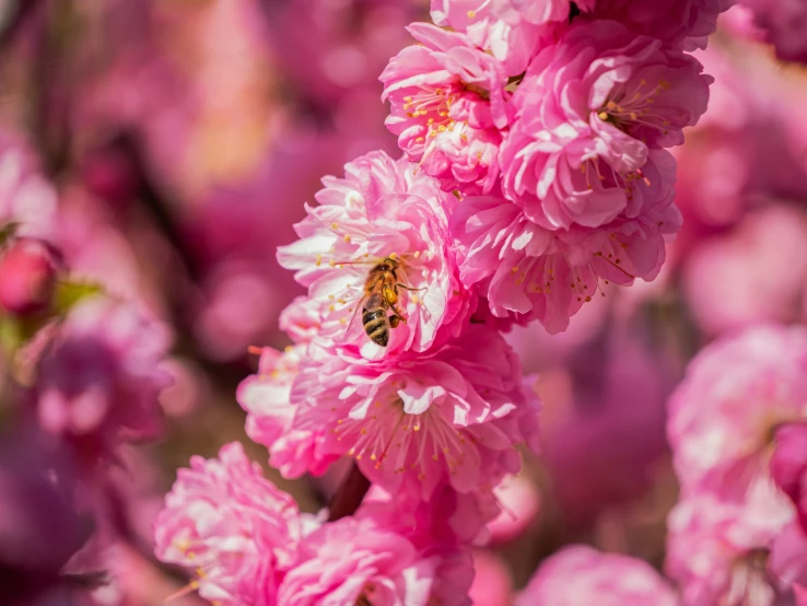 several pink flowers with one bee on it