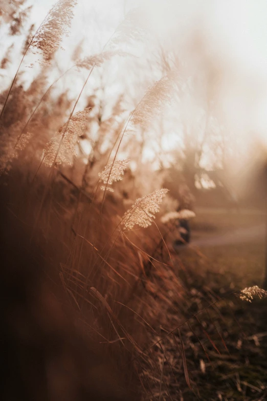 the sun is shining through the thin plants