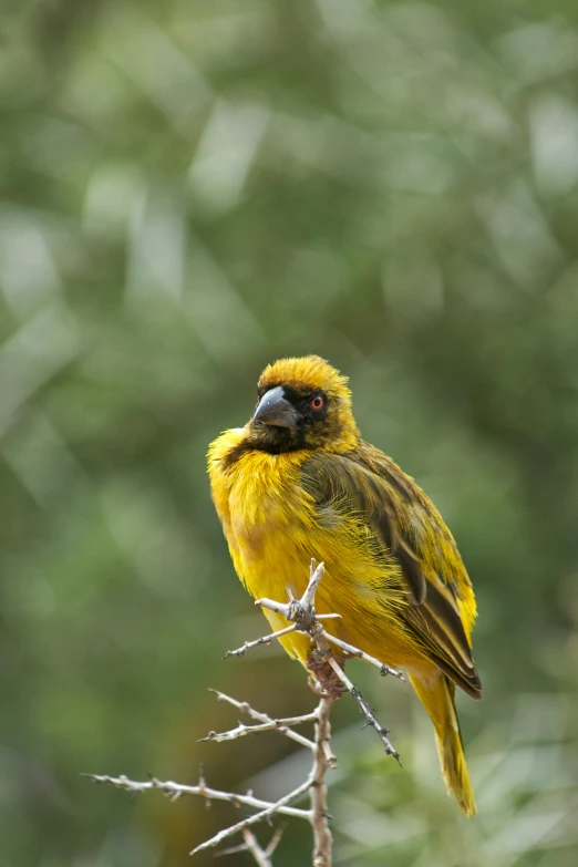 small yellow bird sitting on top of a plant