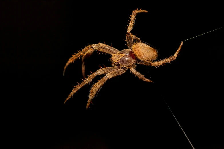 a spider sitting on a string in the dark