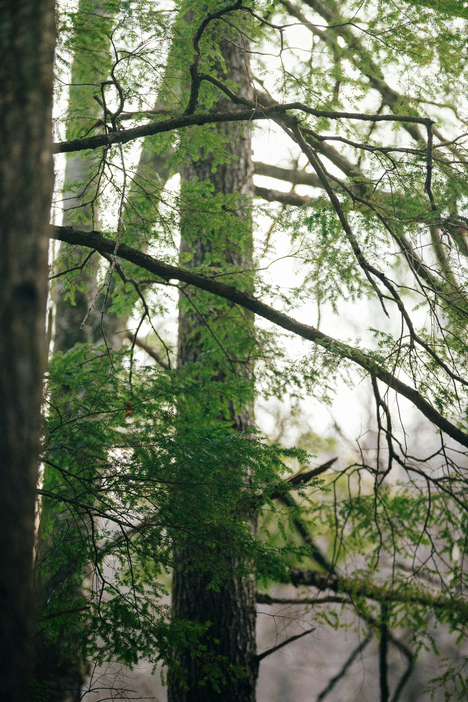 an elephant is standing under the trees in the forest