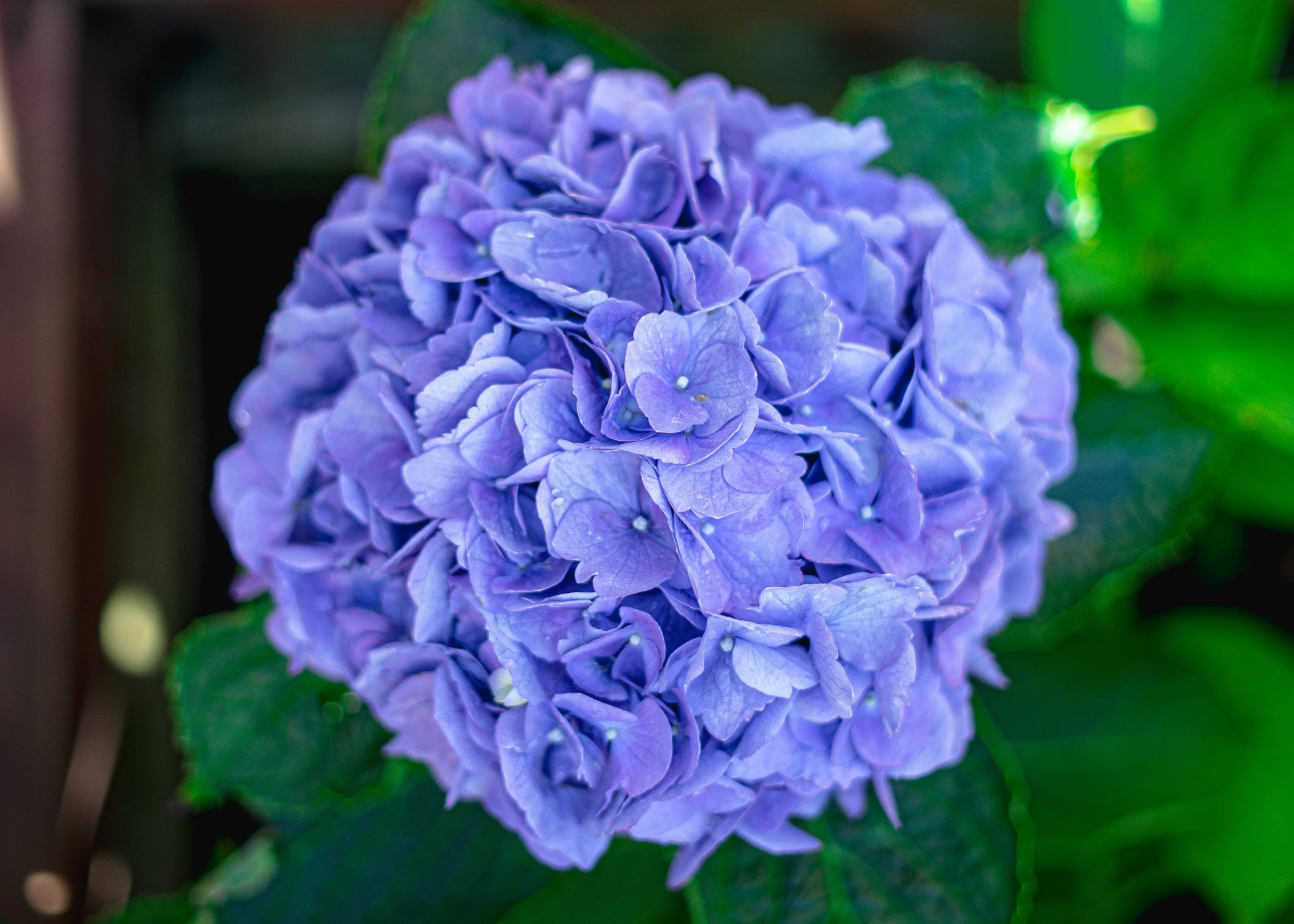 the blue flower is growing on the plant