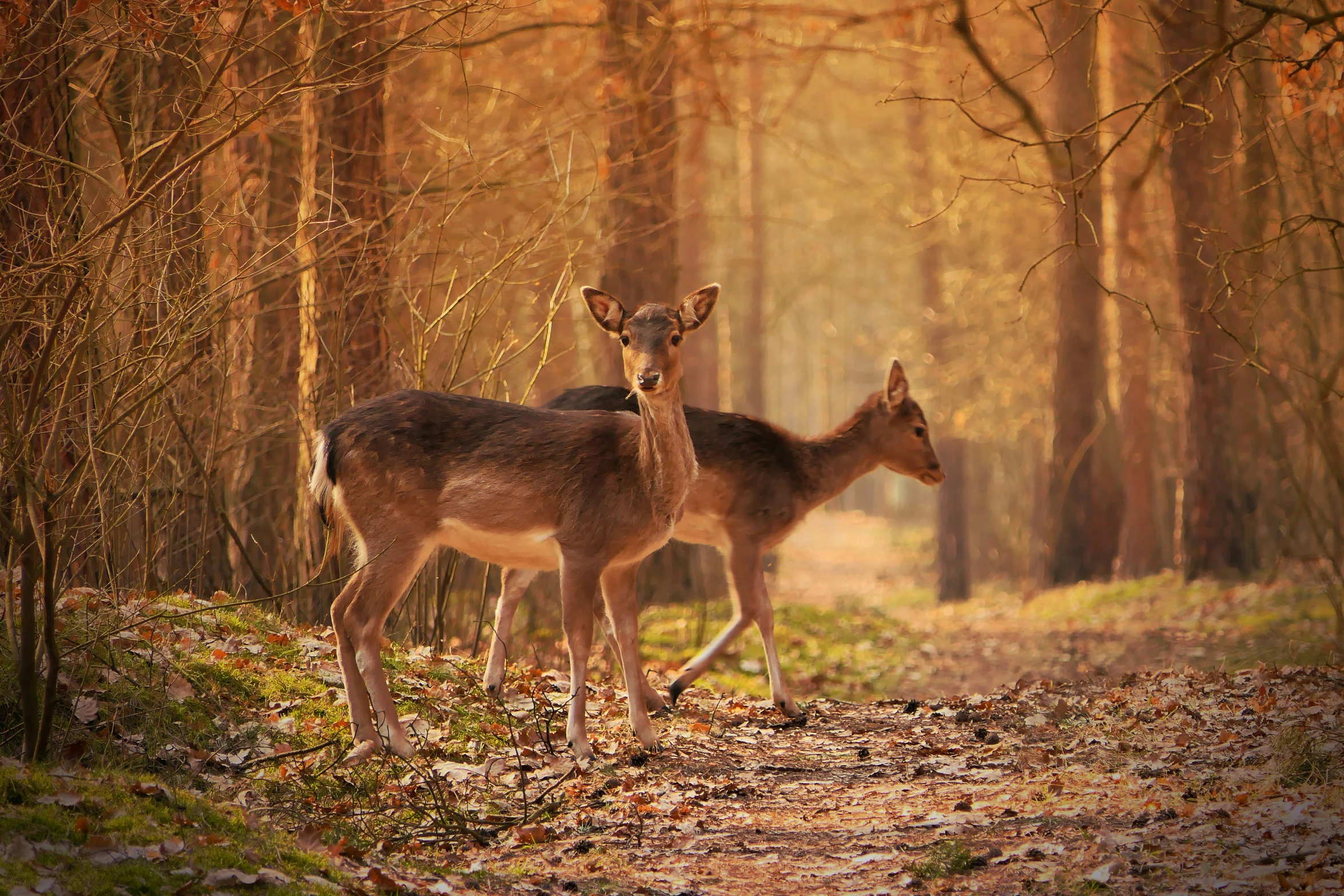 two deer in a forest near trees with autumn foliage