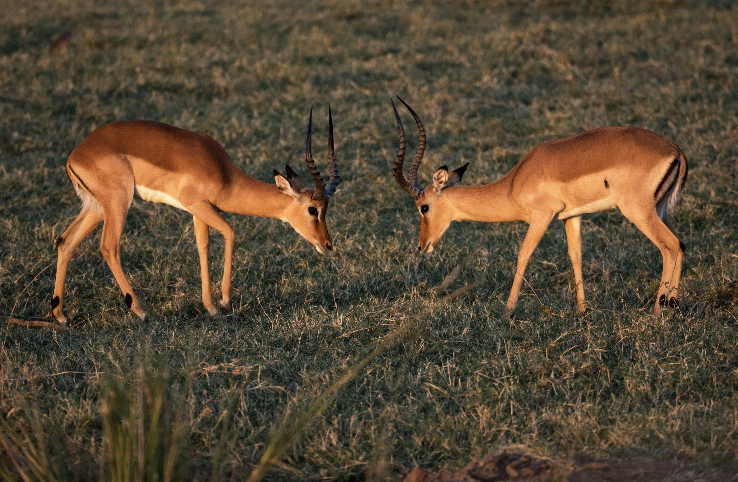 two deer stand in a grass field, one is rubbing it's head against the other