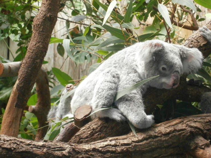 a koala sitting in the nches of a tree looking into the distance