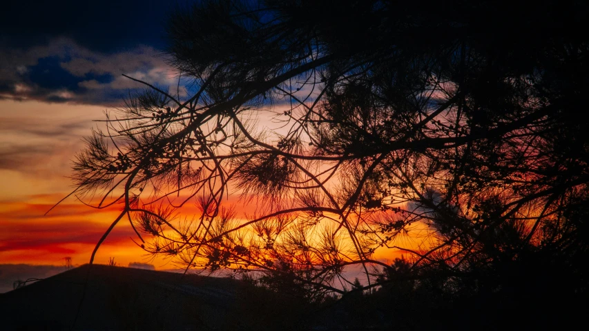 sunset with clouds and nches in silhouette