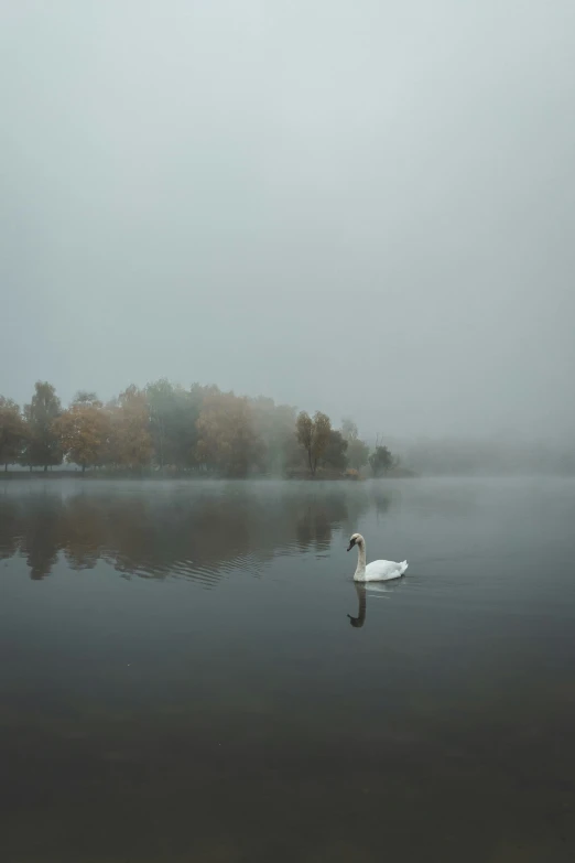 a white swan in the water with its head on top of a body of water