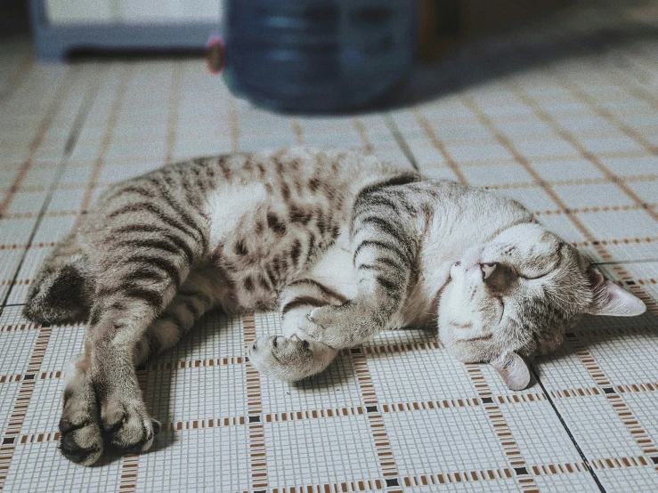 a cat laying on top of a tiled floor