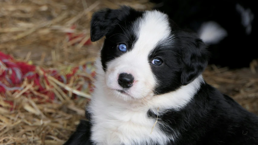 a black and white puppy with blue eyes looks at the camera