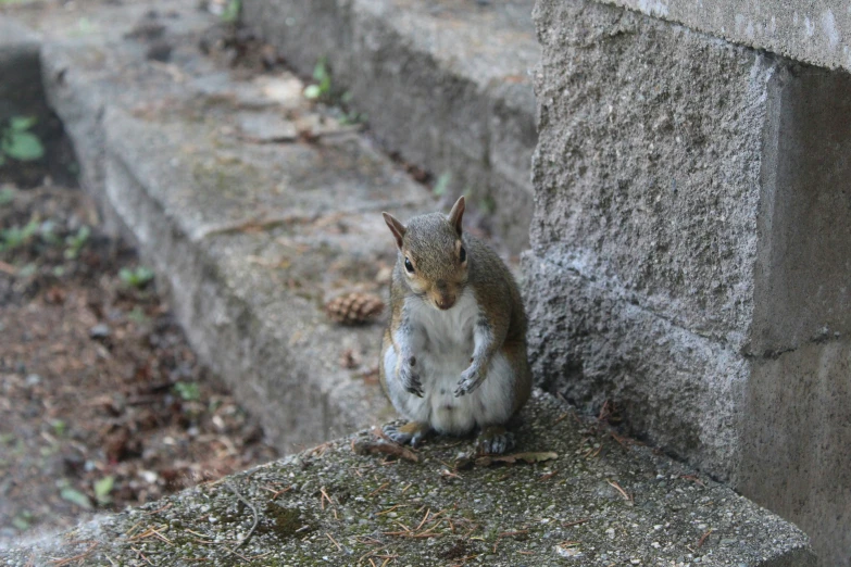 a small squirrel standing on top of a cement block