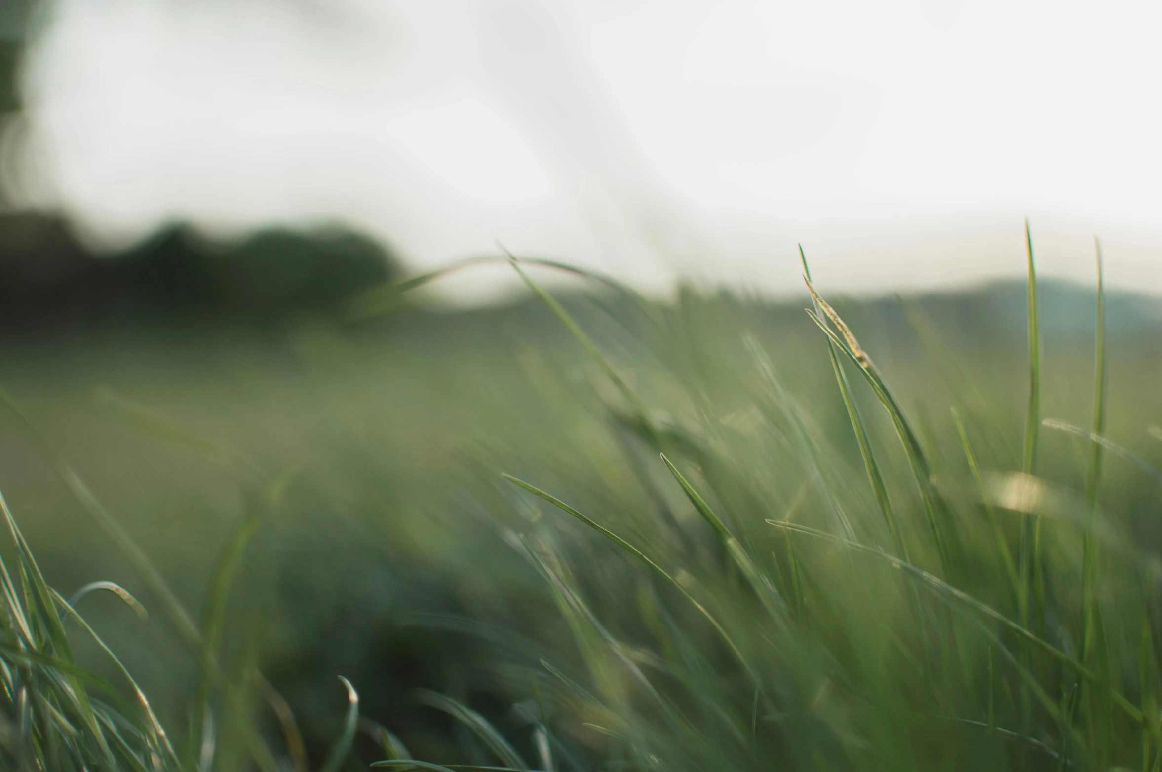 a field that has some kind of grass on it