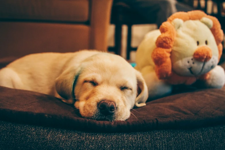 the puppy is laying on the brown cushion with his stuffed animal