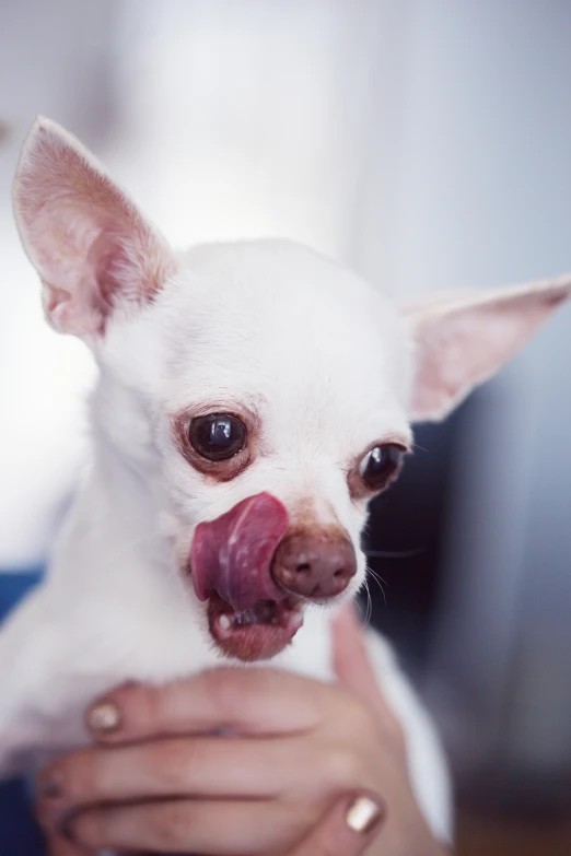 a small white chihuahua sitting in a person's lap