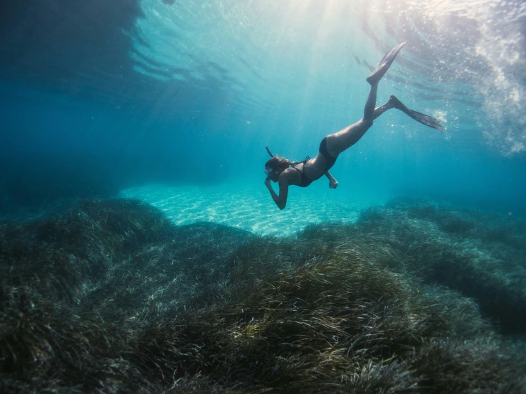 man diving in sea weedy waters with sun shining through