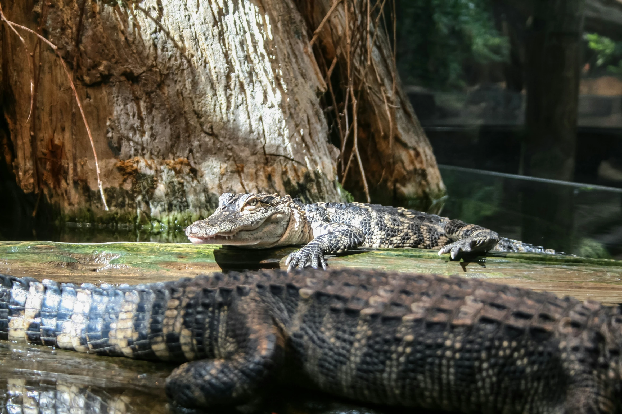 two alligators on the ground at a zoo