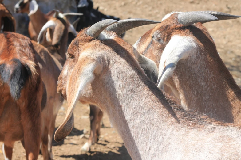 a group of goats standing on top of a dirt field