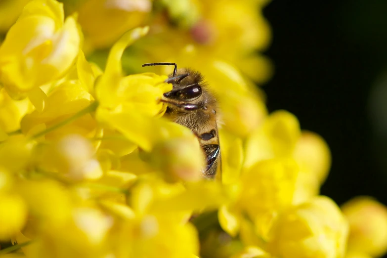 a bee on some yellow flowers during the day