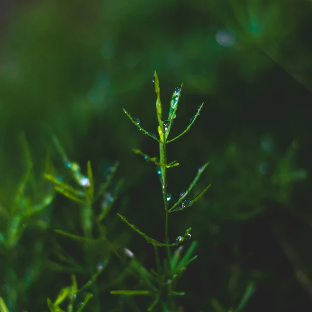 a plant with dewdrops sitting on it's leaves