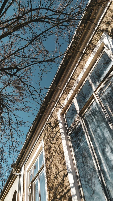 a tree is looking into the back window of an apartment building