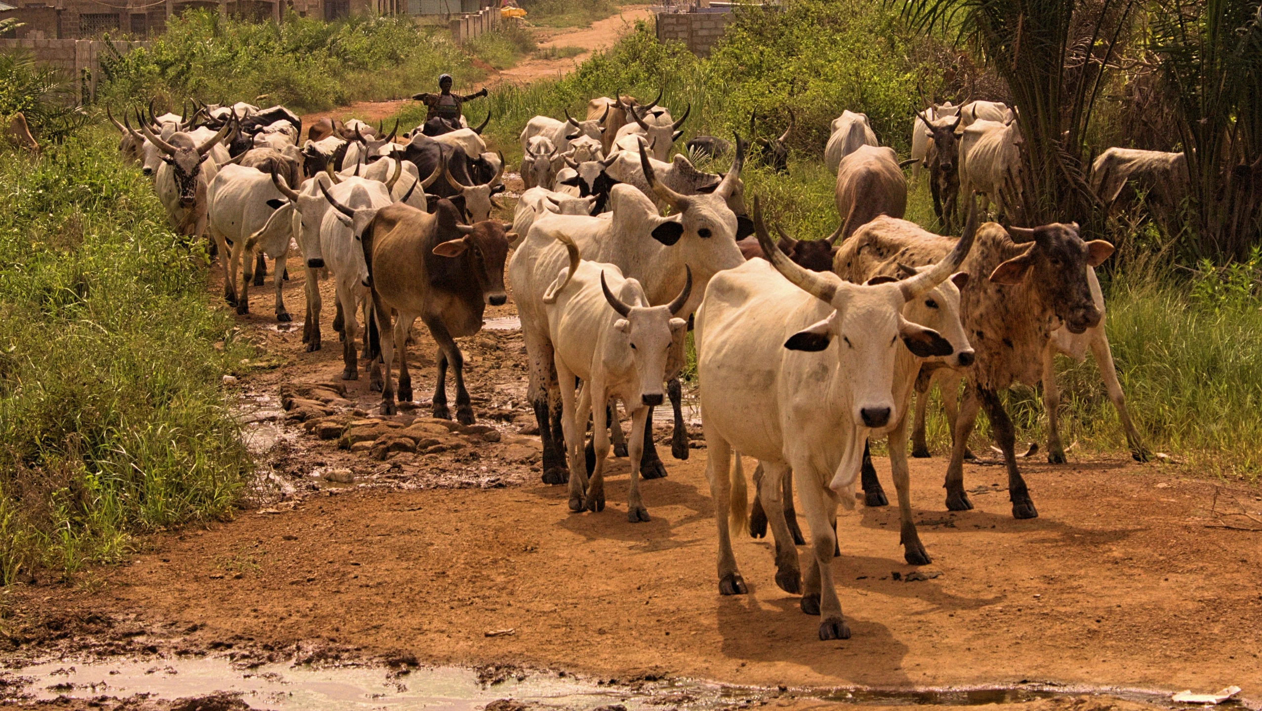 herd of cattle in field near dirt road