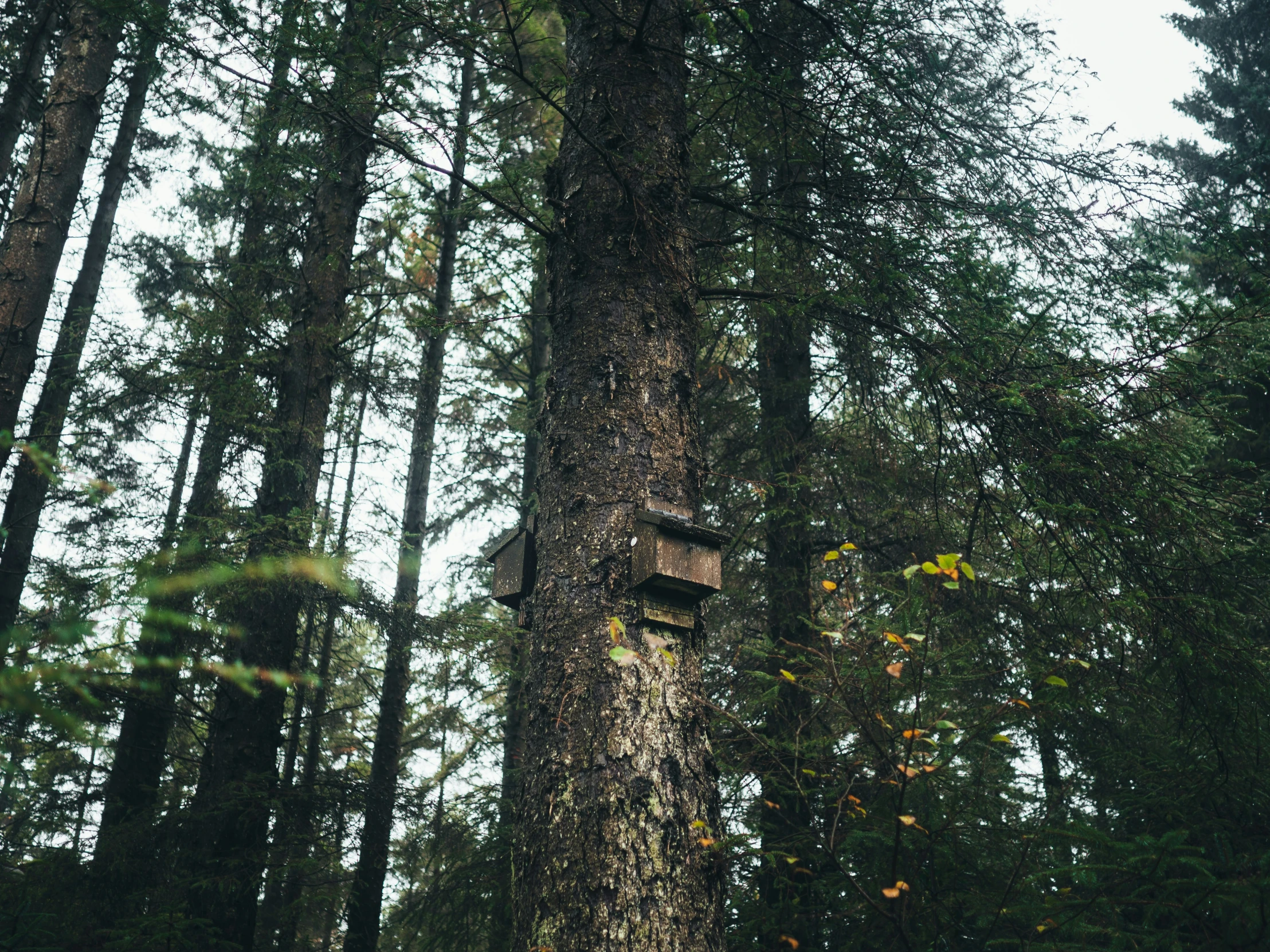 the box on the tree has fallen from it