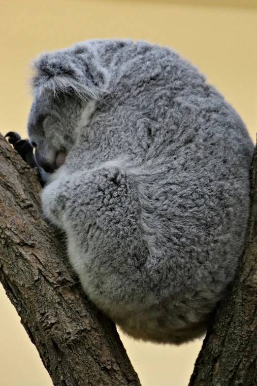 a small koala is cuddled up in a tree