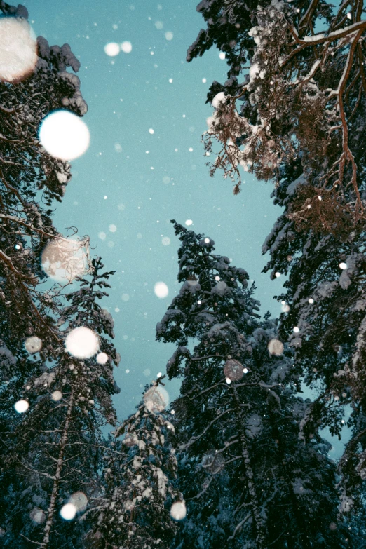 a snow covered forest under a blue sky