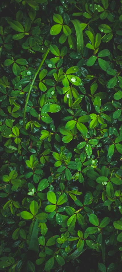 a lot of water droplets on leaves, as if it were rain