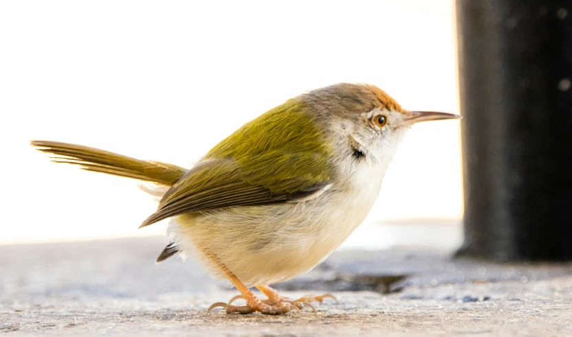 a bird with white and green feathers standing near a trash can