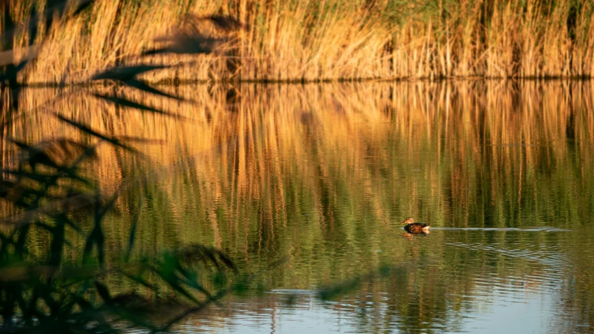 a duck swimming on the water near the grass