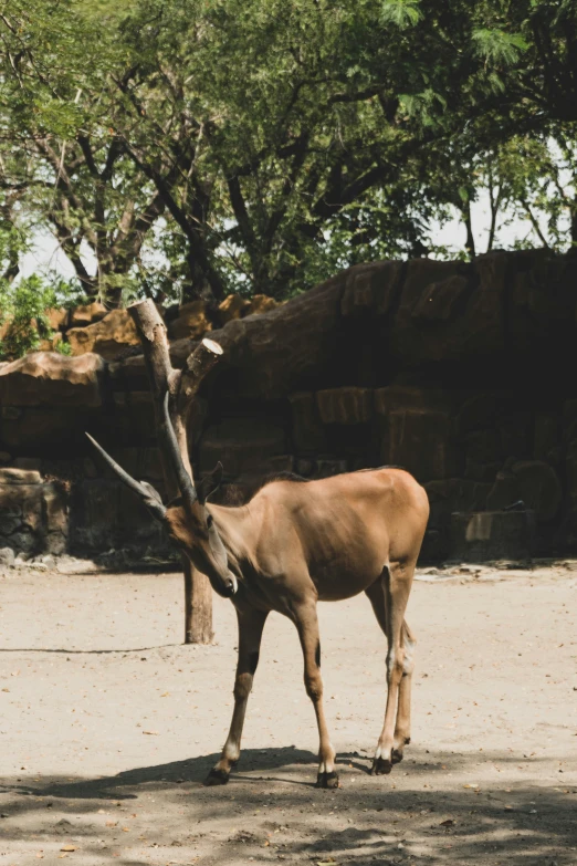 an antelope standing in the shade near a tree