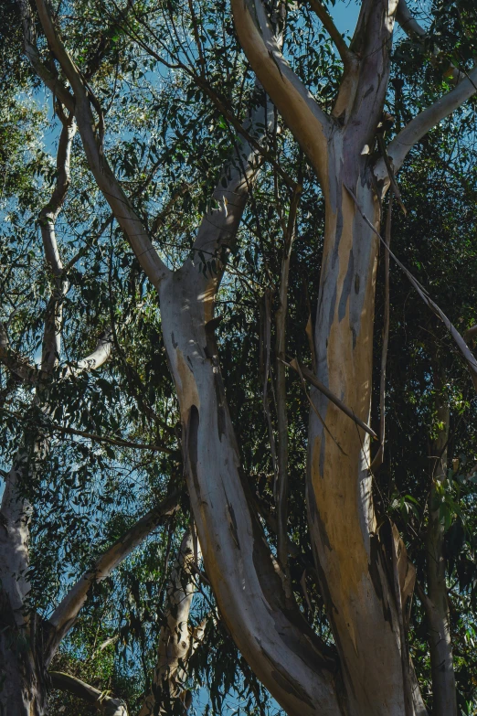 a giraffe with a long neck and neck standing in the middle of a forest