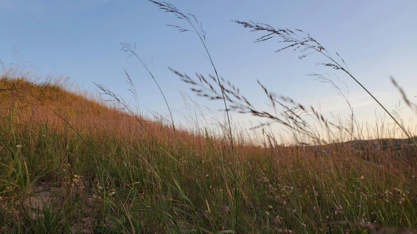 tall grasses reaching up toward a blue sky