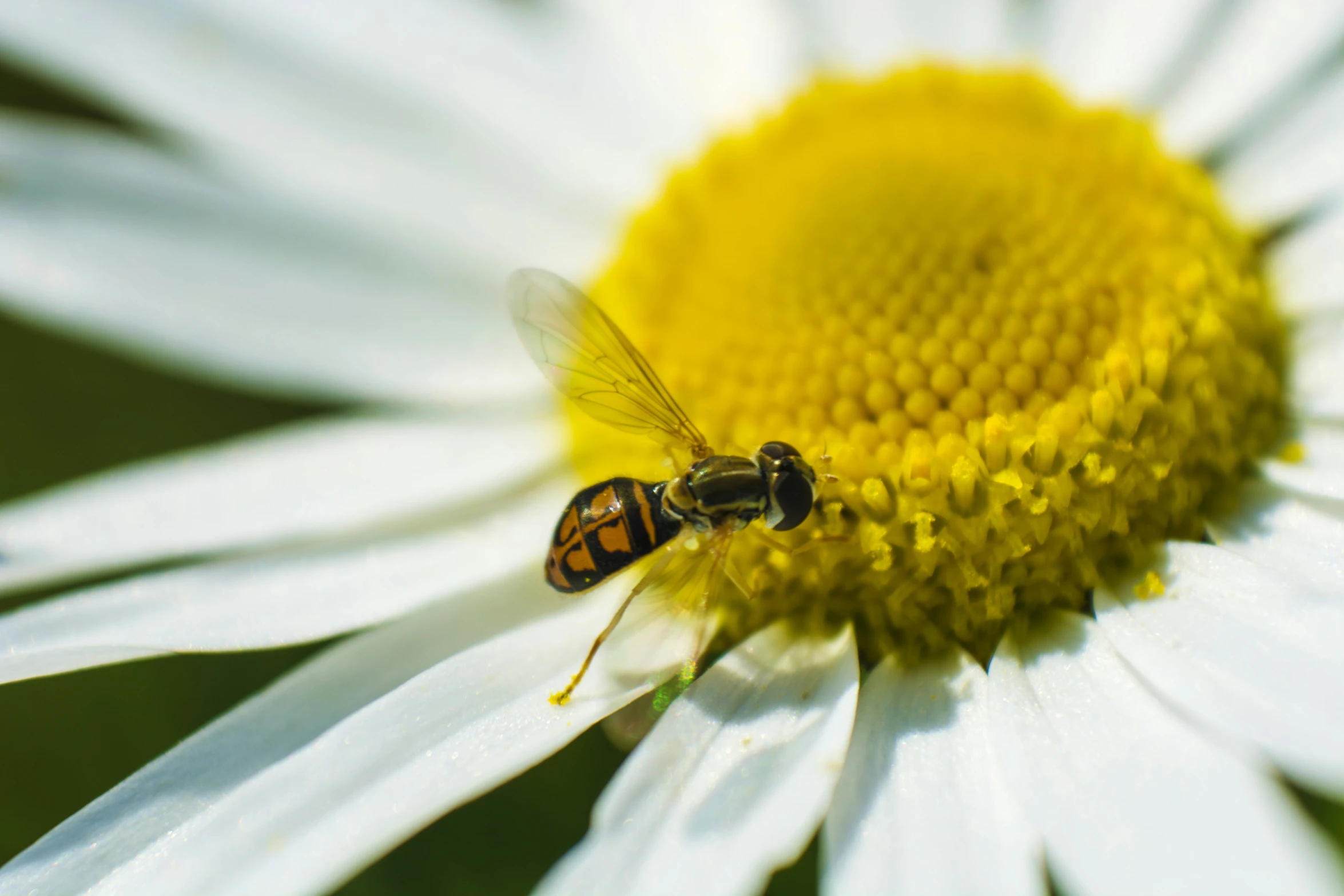 a bee is sitting on the center of a flower