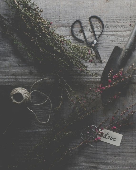 a bunch of plant life sitting next to some scissors