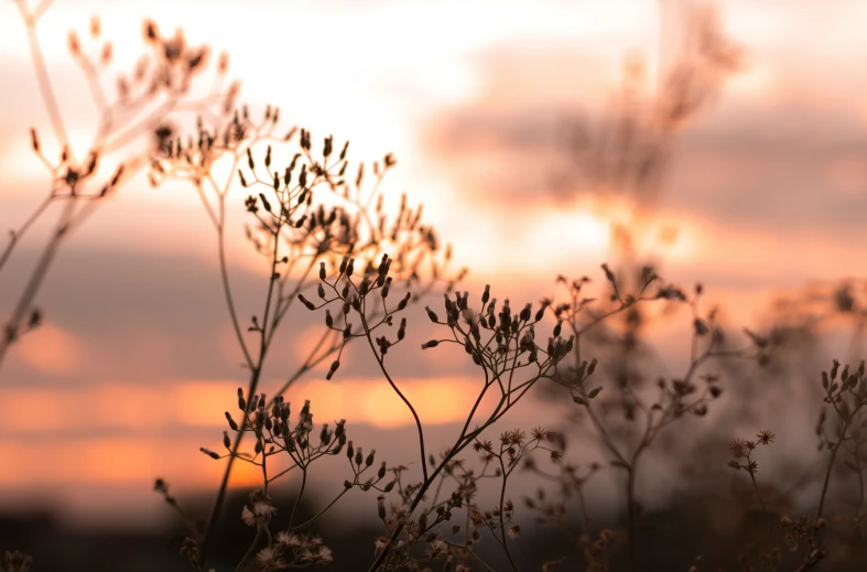 small wildflowers in the field during sunset