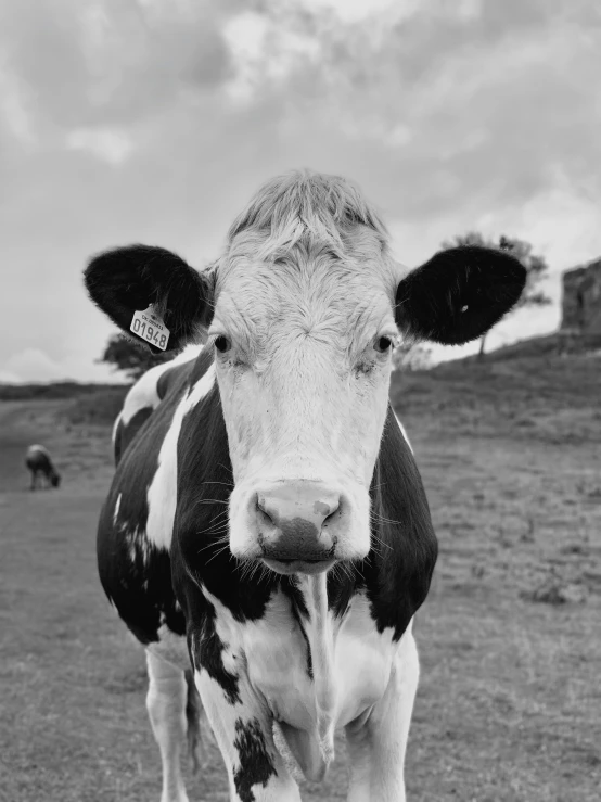 the large cow looks up at the camera