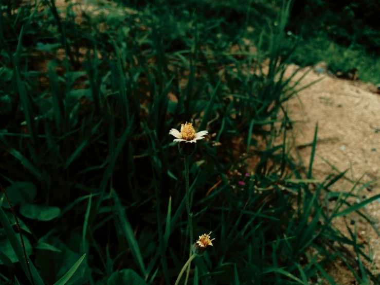 a flower and green grass on the ground