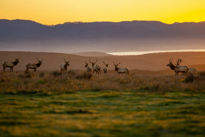 group of deers running across open field at sunset