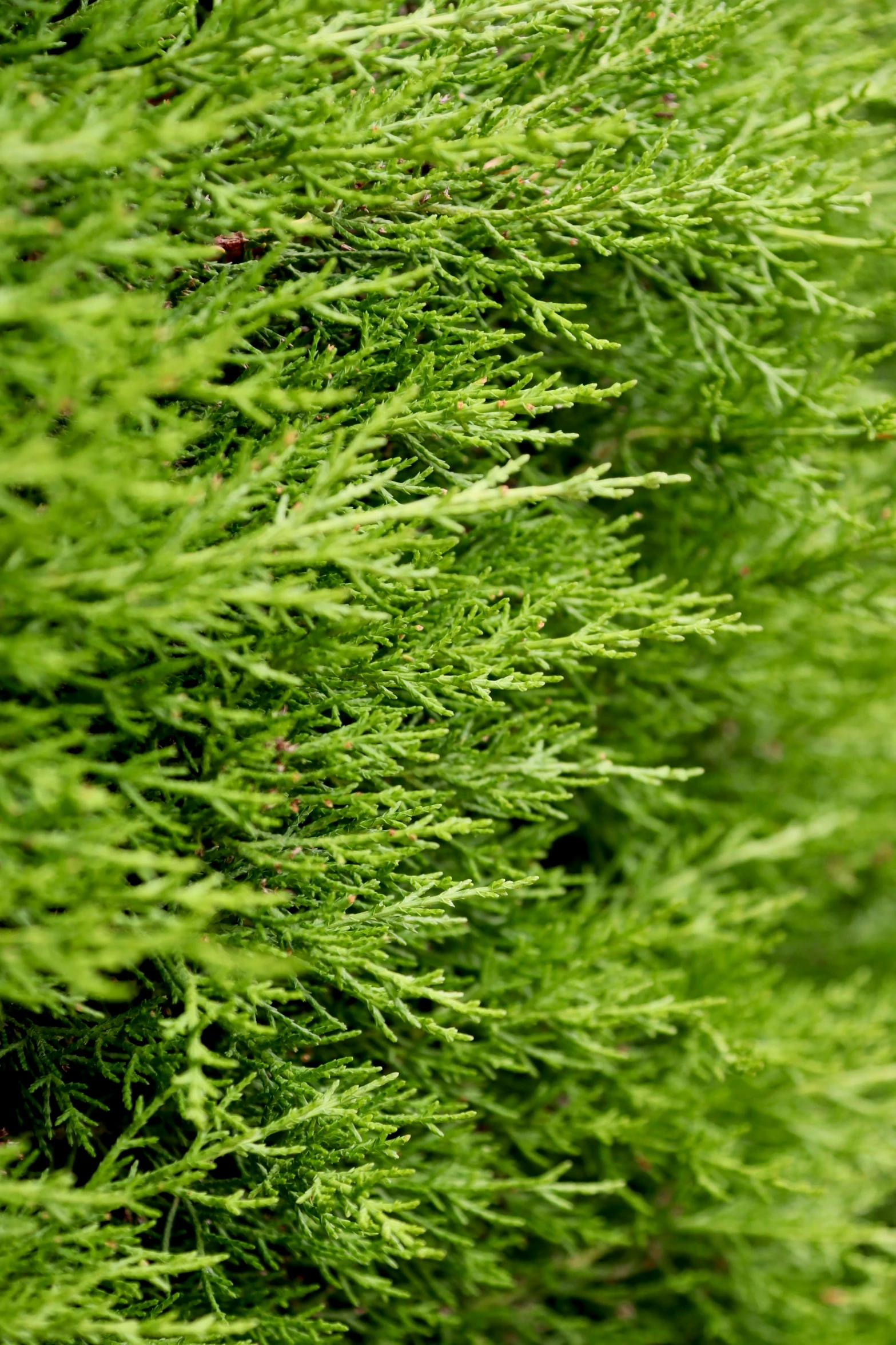 close up on a leafy green plant