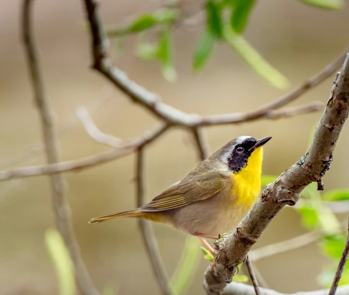 small yellow and black bird standing on a nch