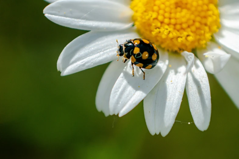 the lady beetle is on top of a daisy