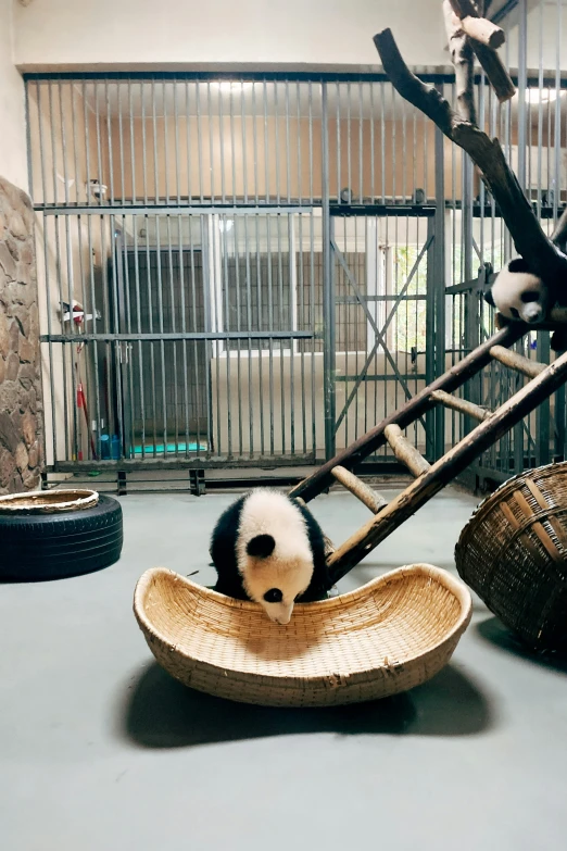 a baby panda sitting in a wooden boat in a cage